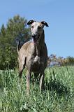GREYHOUND 027